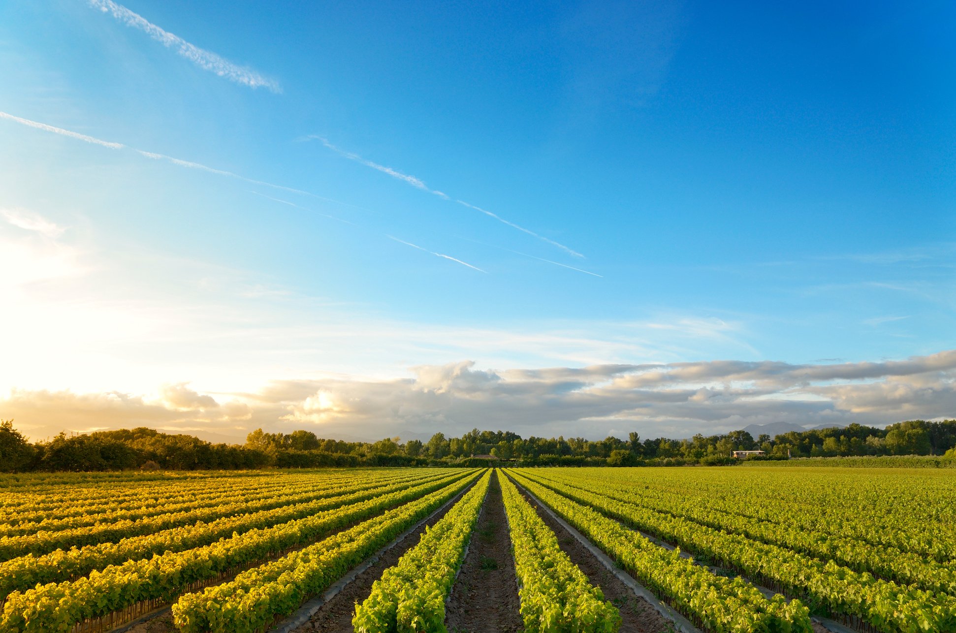 vineyards