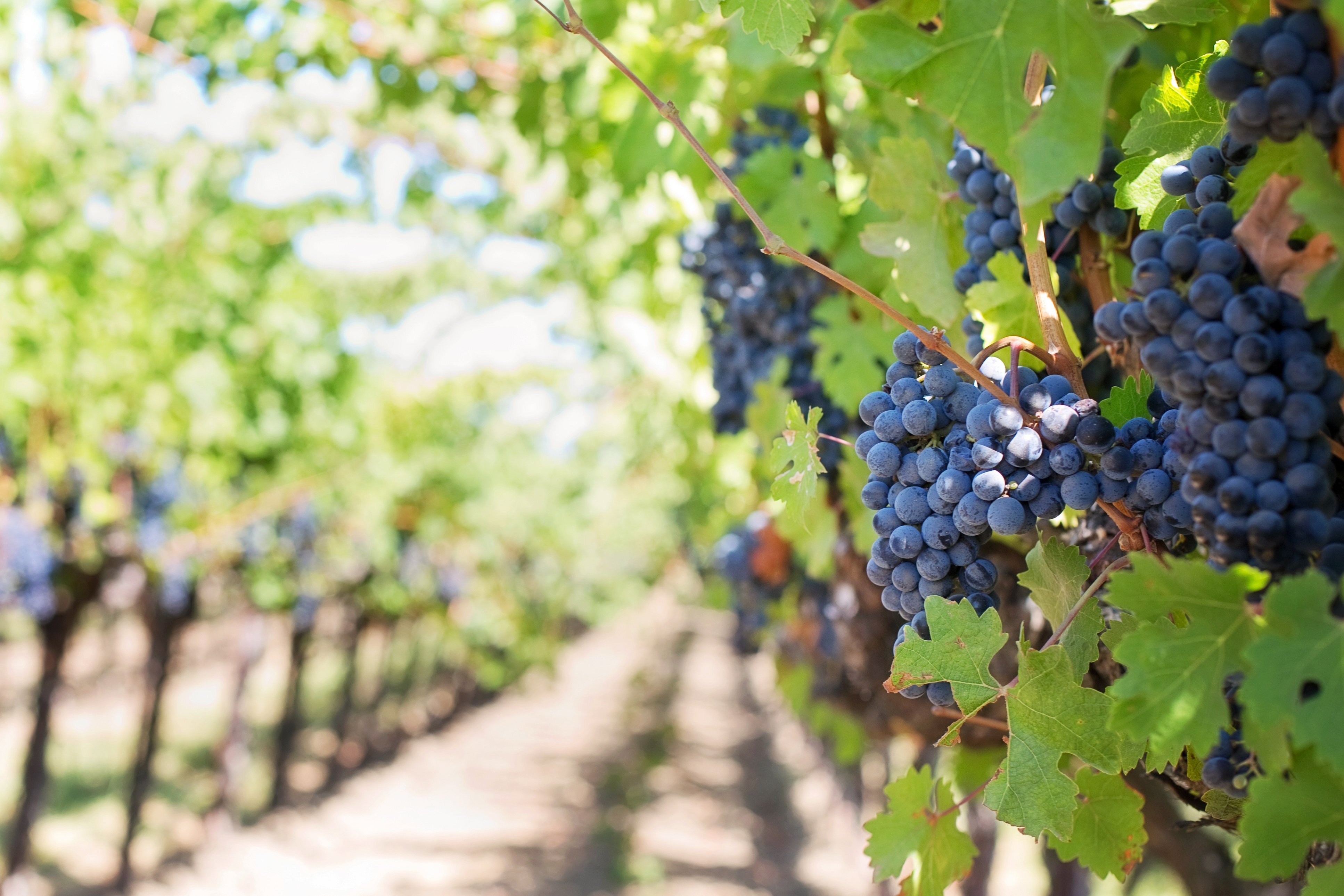 Grapes in the Vineyard